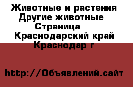 Животные и растения Другие животные - Страница 2 . Краснодарский край,Краснодар г.